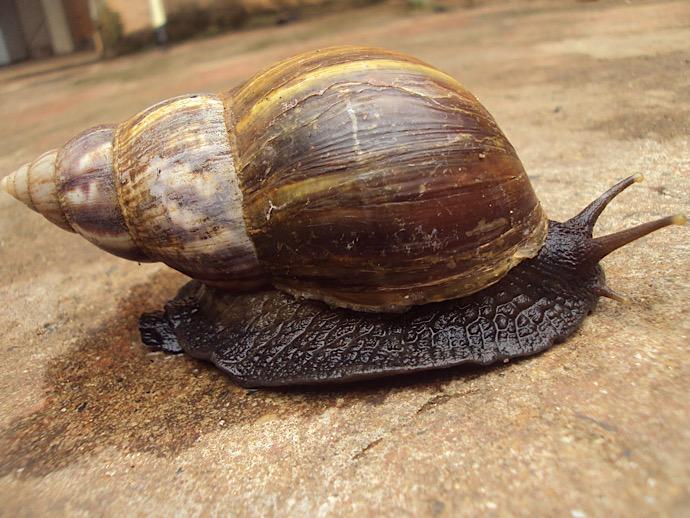 Infestação de  caramujo-gigante-africano em Boa Viagem