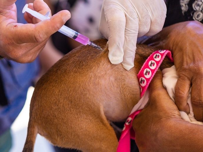 Unidade de Zoonoses realiza feira de vacinação e adoção de animais em Maceió 