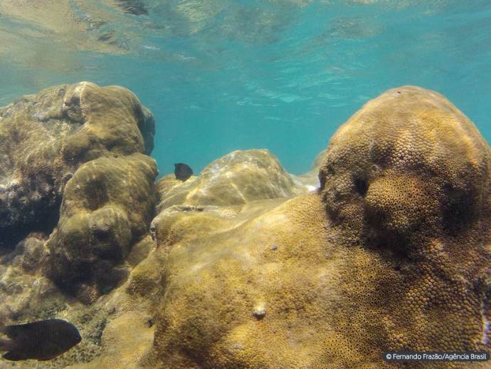 Mais de 70% de espécies ameaçadas buscam Áreas Marinhas Protegidas