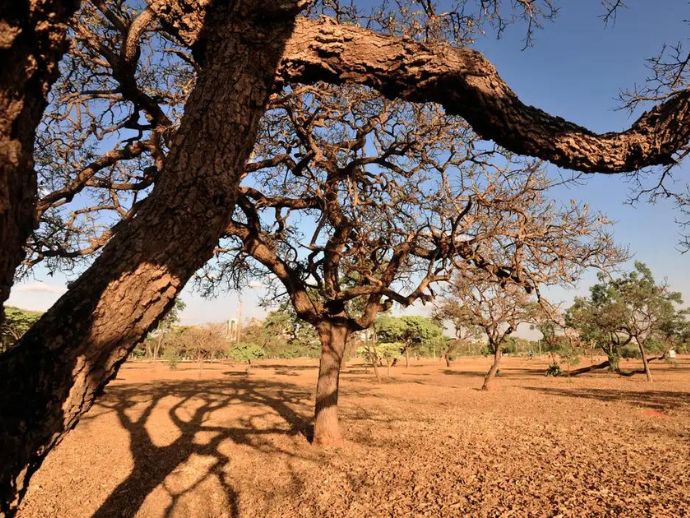 Dia do Meio Ambiente destaca ações de enfrentamento à desertificação