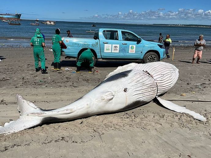 Filhote de Baleia Jubarte é encontrado morto, no Porto de Maceió.