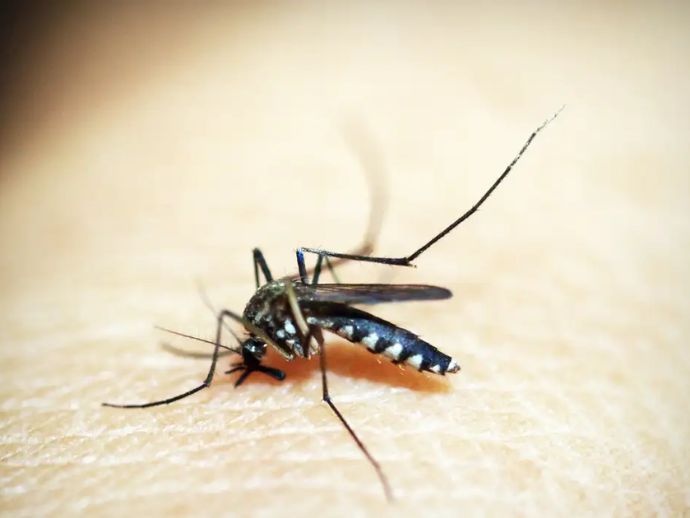 Brasil tem mais de 6,5 milhões de casos prováveis de dengue este ano