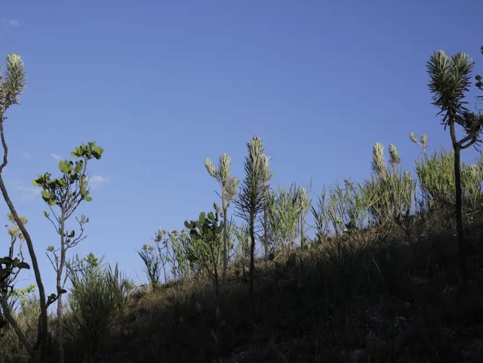 Dia do Cerrado: bioma é o segundo mais ameaçado no país