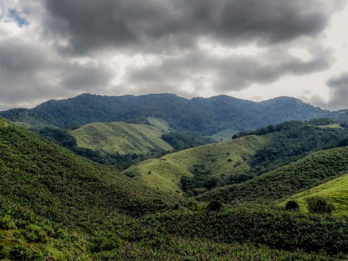 Operação contra o desmatamento da Mata Atlântica começa em 17 estados