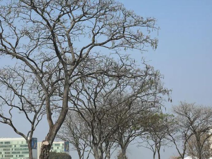 Brasília atinge recorde histórico de seca nesta sexta-feira