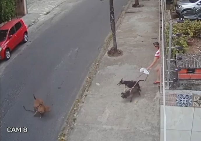 Pitbull solto na rua invade casa e ataca poodle na Tamarineira