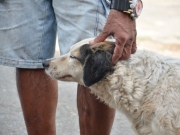 Prefeitura de Campina Grande promove feira de adoção de cães e gatos neste sábado (17)