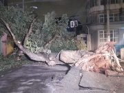 Árvore centenária de 10 metros de altura, cai no Centro de Maceió.