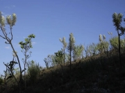 Dia do Cerrado: O bioma é o segundo mais ameaçado no país