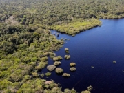 Cinco países aderem a fundo para conservação de florestas tropicais