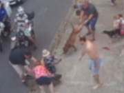 Pitbull solto na rua invade casa e ataca poodle na Tamarineira